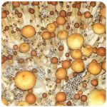 Псилоцибиновые (галлюциногенные)  грибы Psilocybin "Golden Teacher" в Ступино