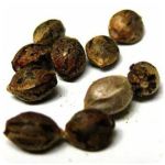 Семена марихуаны АК-47  (Seeds AK-47) в Ступино
